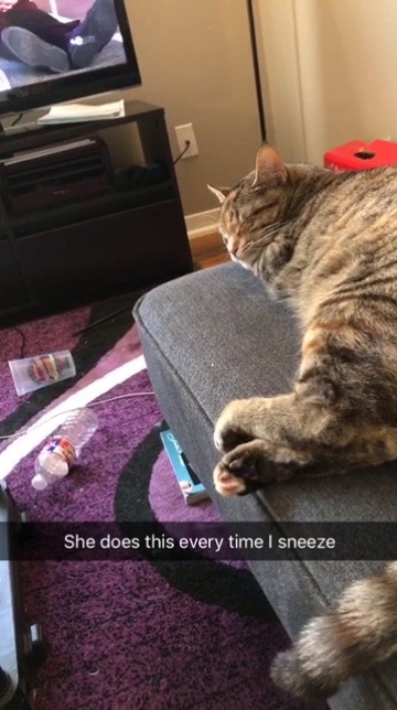 nochillscientist:  sentimental-apathy:  yeahishipitbitch:  iwishiwascreative: Guys my cat is so polite  Fun fact:My cat does this too and I was curious as to why so I asked the vet. Apparently your cat is hearing the stutter in your heart beat caused