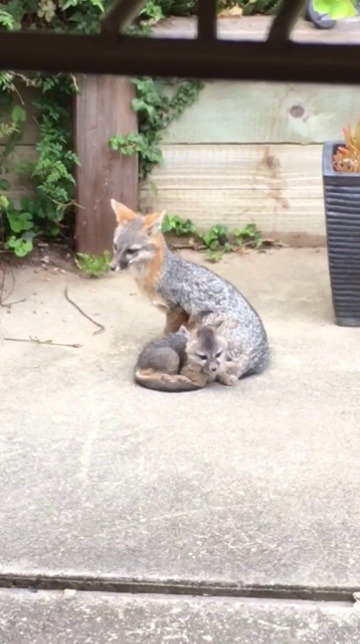 elergythefox237: cowboydan:  MY GRANDMA TOOK THIS VIDEO ITS A FOX WITH BABY IN HER