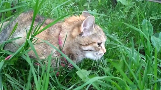 tomatomagica:she loves the c r o n c h