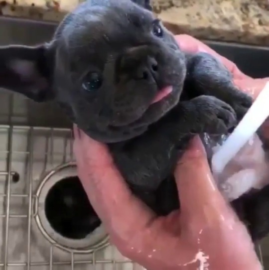 XXX endless-puppies:Little frenchie enjoying photo