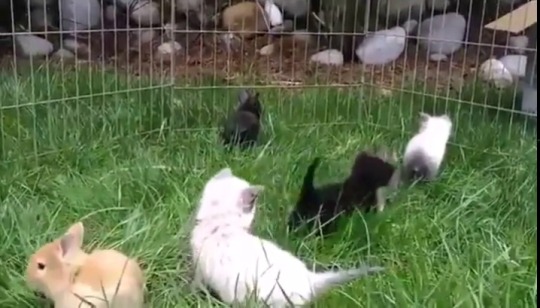 megurashka:  cybergata:   Kittens, raised with rabbits, have learned to imitate the rabbits’ behavior by hopping about.    wow 