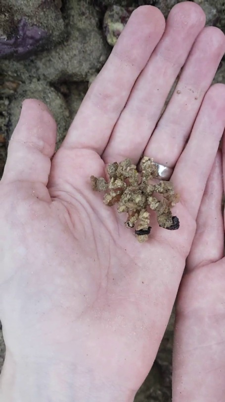 inverted-mind-inc-sideblog:  oneiric8:  courtnashe:   timberwolf-manstab:  painted-bees:  Sean and I found a species of decorator crab in Ya Nui’s tidal pools today..!   Somebody enchanted a pile of gravel to become a small spider and then just left