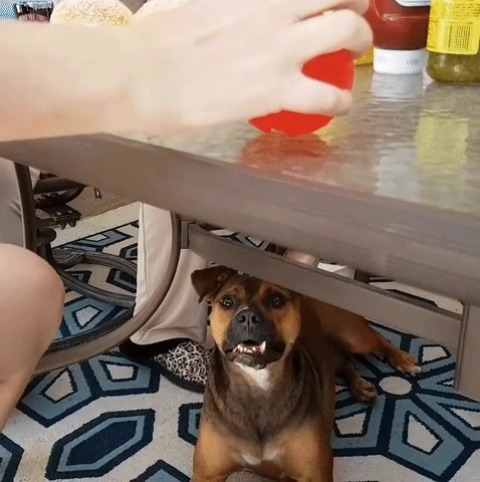 dutchster:when ball is life