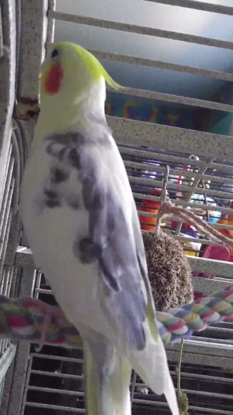 mind-if-i-scream:Sigma loves to sing