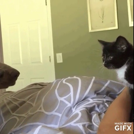 redimire:Cuando eres el hermano pequeño
