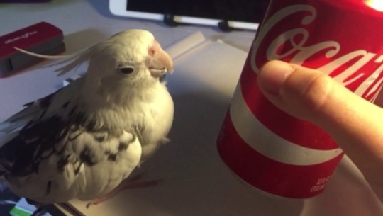 pipertiel:  C A F F E I N E