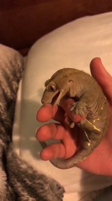 emmersdrawberry:  beenicetobees: Crowley, the buckskin nightmare love the cronch