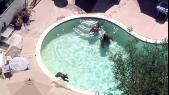 lifehacksthatwork: Just a family of bears chilling in a pool.