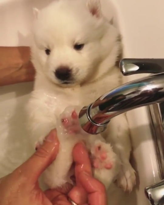 thesickestsinner:  bellexcrowned:  endless-puppies:  Bath time for this little polar bear pup  OMG its little paws 😍  I love Samoyed puppies 