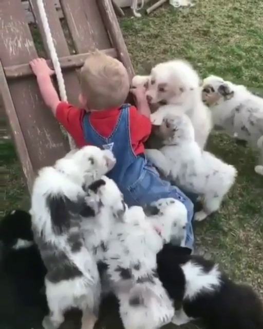 red-faced-wolf:  justyourfriendlyneighborhoodass:  southernsideofme:  Puppies attack  @red-faced-wolf  This is the best thing I’ve seen all day  😍😍😍