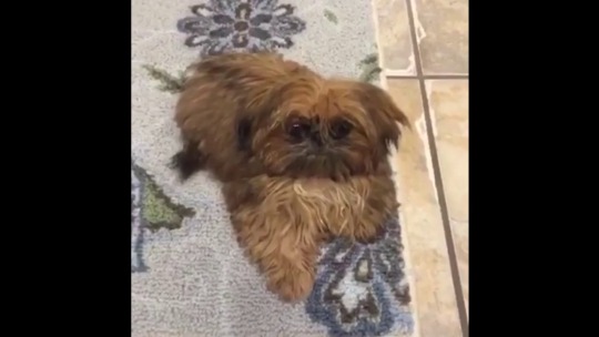 sonypraystation:  nauticalradical: i slowed down the audio of this vine and it now seems like the dog turned of the lights and freaked out the camera man  this man is being murdered and you cowards just sit and watch 