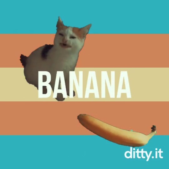 wort-boggart-auntie:  Cat no banana is trans and she can’t eat bananas because