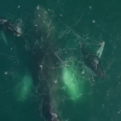 opticxllyaroused:   ourplanetdaily ~ Humpback whales feeding and Blowing Water Rainbows