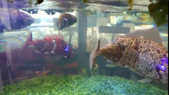 aestheticalspace:Completely unrelated,  but I wanted to show you these robots. Yes, these are not fish, these are robots - the future is now.   Not to mention that they’re moving apparently randomly through a three-dimensional space, and not touching