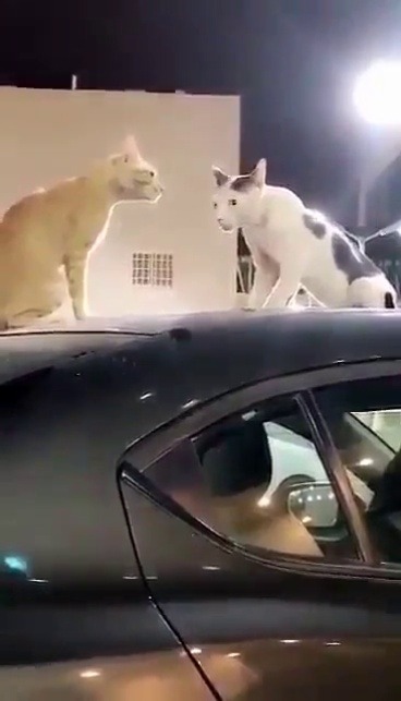 ocfos: officialleoneabbacchio:  Orange Cat: [unfriendly/somewhat sharp meow] Second cat slowly looks at the camera. Man, filming, bashfully and sounding somewhat frightened: Sorry!  I’ve never fuckin seen a cat move like that, and it feels so goddamn