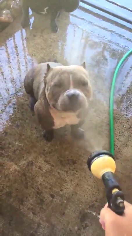 xxtc-96xx: novembersol:  southernbitchface:   goangelstrong: Wet baby  I’ll punch the next person that says pitbulls are dangerous   Look at that smile    Pittie bulls have such nice smiles, I just wanna squish their baby faces  