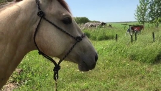 littlestfilly:  I saw Jester (one of her pasture pals) riding in the field and I