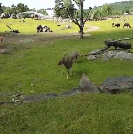 babyanimalgifs: I don’t know what’s funnier.. the baby elephant chasing the birds,