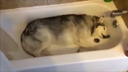 babyanimalgifs:  this husky is mad because adult photos