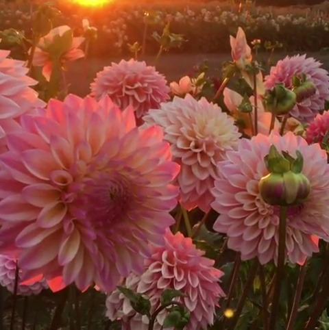 setbabiesonfire:Are Dahlias even REAL?! Ugh.<3  Sooooooo PRETTY!!!