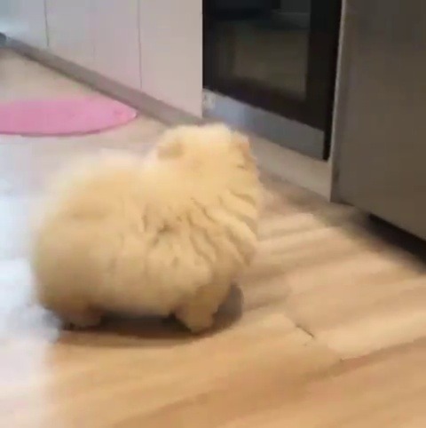 babyanimalgifs:walking potato