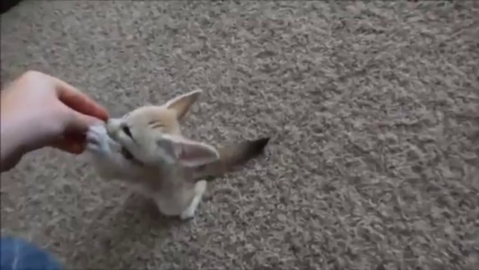 babyanimalgifs:  This baby fox is learning how to sit and it’s adorable.