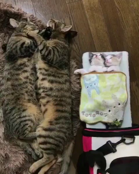 cutepetclub: From @midorinotanbo: “4 cats porn pictures