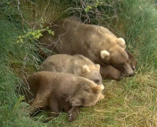 focsle: Grazer and babs again. The third one is off screen.via the bear cam, as usual.