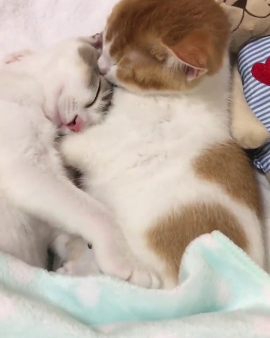 instagram: Today’s Weekly Fluff: Two Sleepy Kittens from Japan  To join in on nap