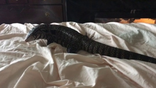 x-chaotic-echo-x:  kaijutegu:  I have committed a great and terrible crime: letting a tegu think there was honey when there was none to be found.  