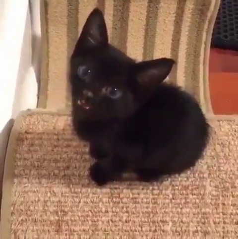 karstaag-reborn:  babyanimalgifs:  a cute little kitten  No that is clearly a squeak demon 