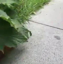 babyanimalgifs:  OMG LOOK AT HOW CUTE THEY ARE
