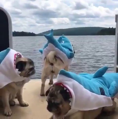 babyanimalgifs:  here come the fishes  Haha poor pugs