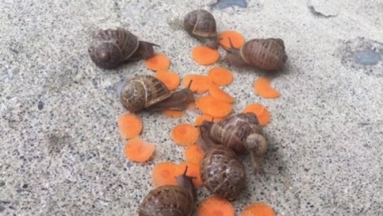 XXX notcrindy:  ftcreature:  snailcare: the wild photo