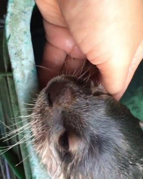 babyanimalgifs: Awww otters are so cute Credit: adult photos