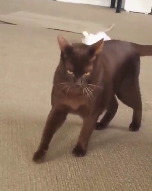 zamaron: babyanimalgifs: Why does this cat look so evil this cat literally is an anime villain i’m crying 