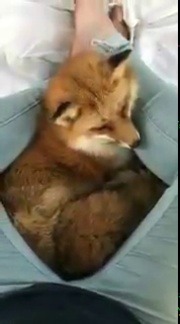 rp-with-doc-or-derpy20:  babyanimalgifs:  “Foxes are just cat software running