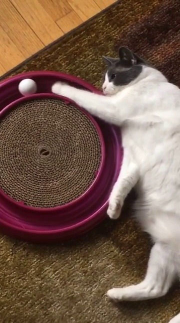 the-lone-stargazer:Can we all appreciate my lazy cat