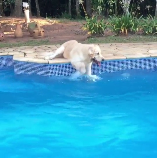 tastefullyoffensive:  “Am I doing this right?” (via mostardagolden)