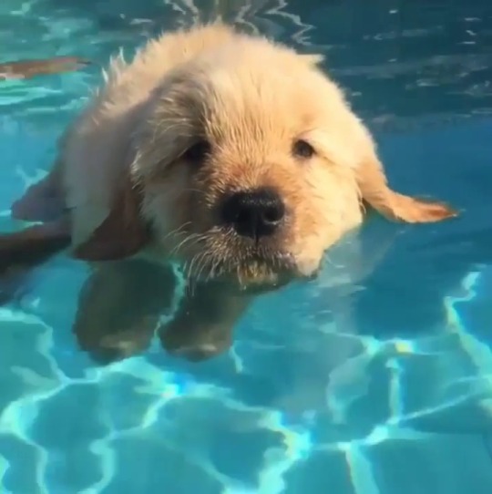 Sex endless-puppies:  Swim lessons can be tiring pictures