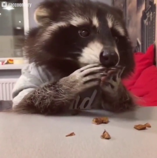 darkinternalthoughts:  The way they use their paws (I almost wrote hands) both freaks