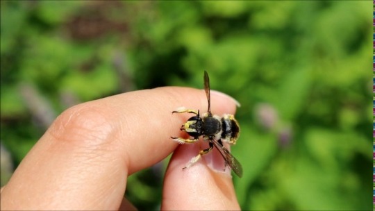 European Wool Carder Bee (Anthidium manicatum) - Anthidium oblongatum 