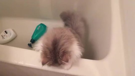 When you realize the human is trying to bathe you. (via tintin45450721)