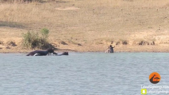 tsunamiwavesurfing:  hippo gang rolled up on the croc but realistically that wildebeest not gon last long on these streets. his ankle is done. that nigga is food out here