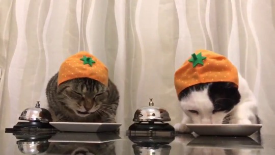 keelime-pies: yourjodeanfaceblog:  gelana78:   eztosee:  It’s pumpkin season guise.   The black and white one is in it to win it.Oh my gawd.. wheeze laughing.   I literally cannot with this. 😂😂😂  When tabby starts ringing both bells. “Gimme