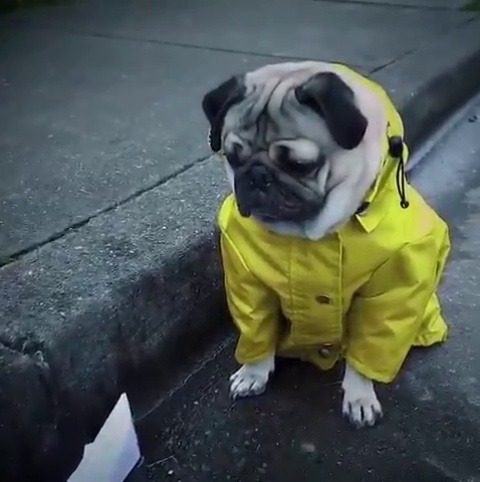 fuckingr3ckless: babyanimalgifs:  IT - the pug version  @curmudgeonn  