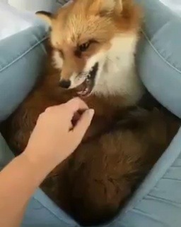 Porn babyanimalgifs:I suddenly want a pet fox photos