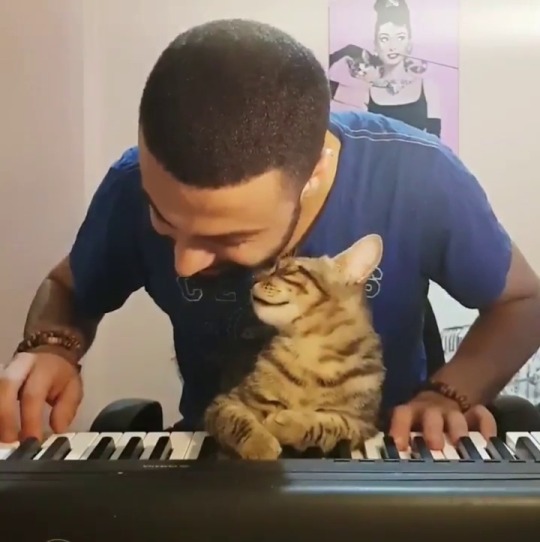 deathbycaptainswan:  babyanimalgifs:  Find someone who supports you like this cat supports his owner’s music via @sarperduman   The cat is sooo soothed by his music its so freaking cute!!! And damn is this man talented 