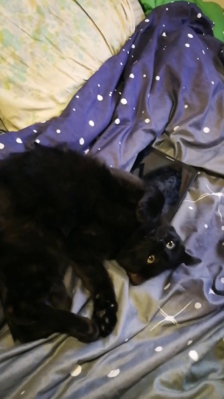 stiffkneemarie:  thelittlefae:  💸🐈Cash Cat 🐈💸  Reblog for cash to fall