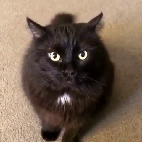 babyanimalgifs:maxwell had enough of your bs